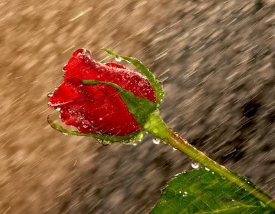 rose in the rain