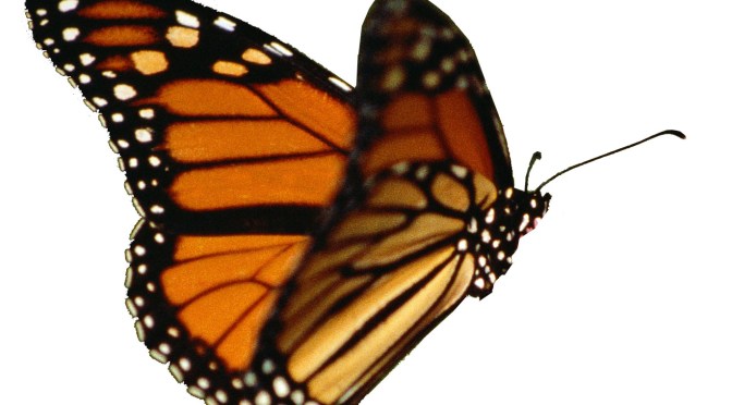 Empat Belas Baris Suratmu