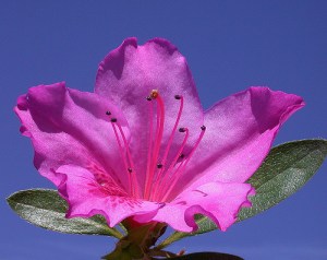 bunga azalea