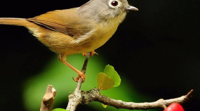 Desember Debu Kelabu