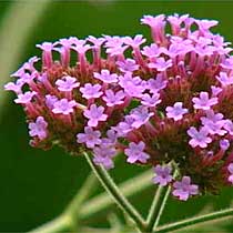 verbena